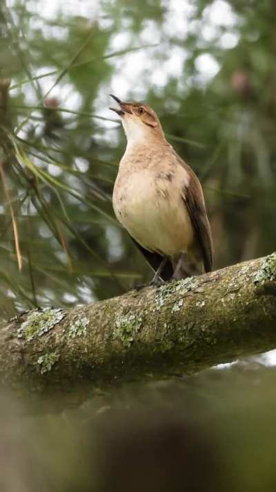Hornero en el patio de casa
