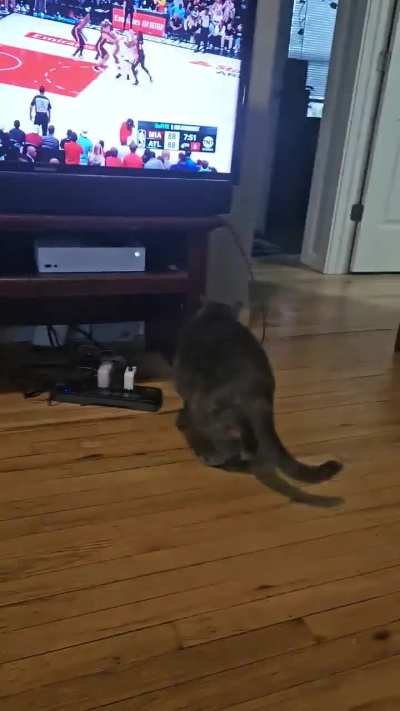 Kitty vs Roomba vs Cord