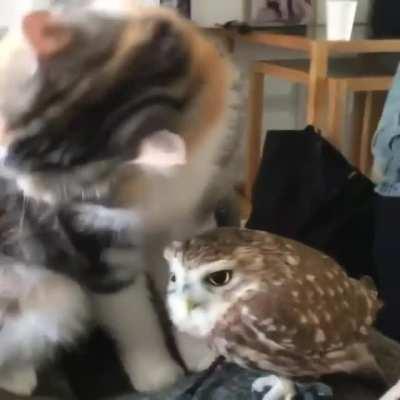 Never before seen rare footage of Kenma giving Bokuto a bath