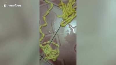 Duangchan Dachyoddee, 34, had been suffering from stomach ache before using the bathroom at his home in Nakhon Sawan, northeast Thailand, on Monday night and pulls out a tapeworm