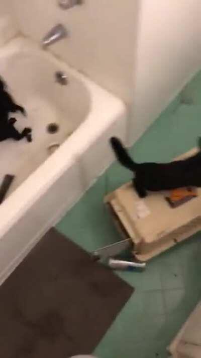Rescue some cats they said. It’ll be fun they said. No cats were harmed in this video!