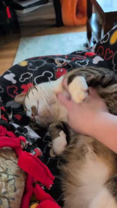 Quick reading break to pet the fluffy girl 🩷