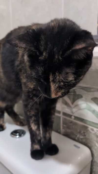 Step one: licking the sticky roller. Step two: feeling weird about it. Step three: doing it again.