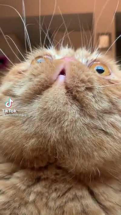 Can’t get my eyes off that red light, human!