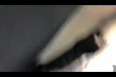 Training for the big night... knocking over plants at 3am.