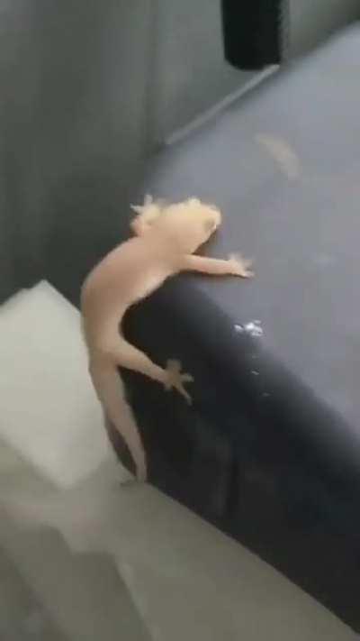 blo blo blo blo blo blo blo