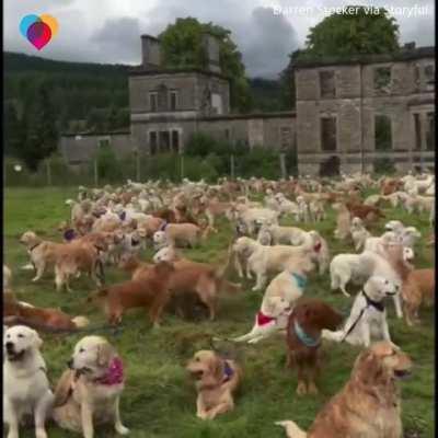 Golden Retrievers in Scotland celebrating their 155th anniversary as a breed
