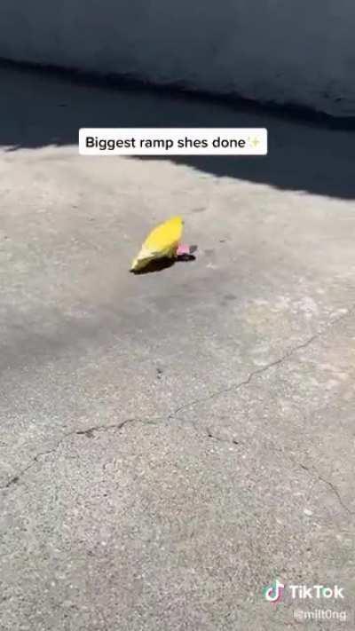 Passarinho andando de skate pra vc ficar feliz