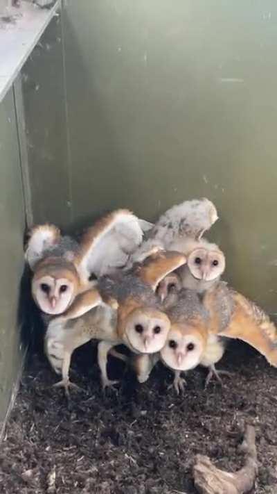 🔥 a group of baby barn owls found in Texas 🔥