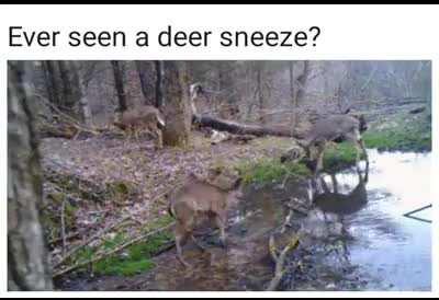 Когда нибудь видели как чихают олени?