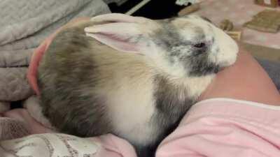 The most comfortable pillow is the hooman pillow