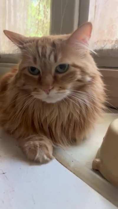 My son sent me a video of his cat Chicken