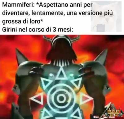 Il mio Digimon preferito era Gomamon, era semplicemente troppo bello.