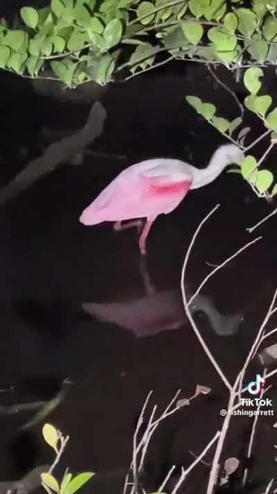 In Florida Everglades at night