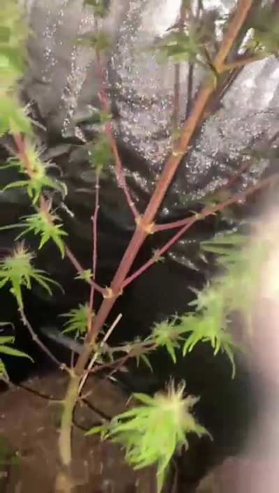 Mi primeras Fotoperiodicas