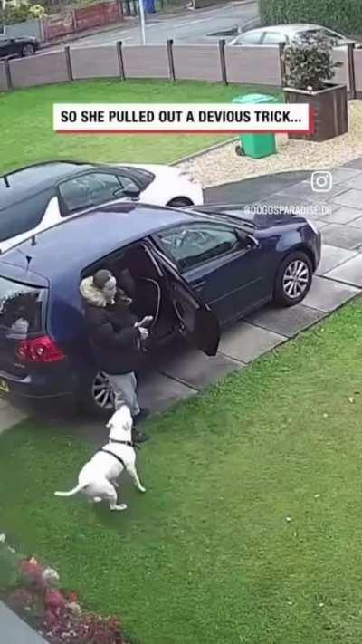 This Dog Just Broke the Internet 😂🐾 | Funniest Dog Moments Ever