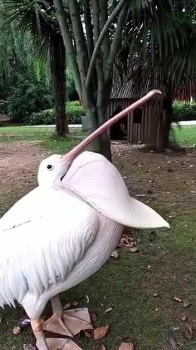 A pelican yawning