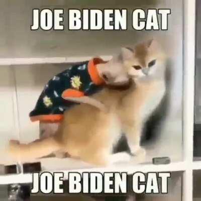 joe biden cat