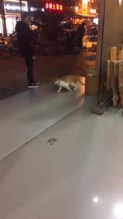 Glitch in the Meowtrix