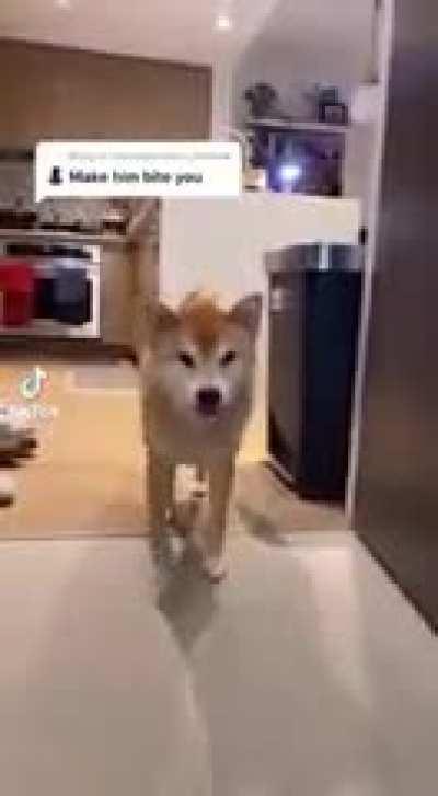 DoG gets bRuTallY PunCHed bY oWner