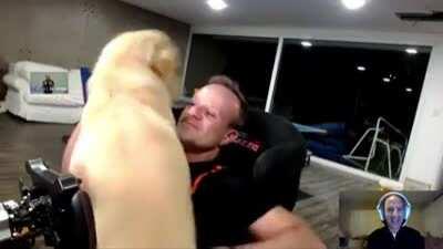 Retired formula 1 driver Rubens Barrichello's doggo jumps on him during a live stream.