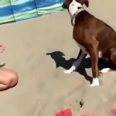 DOGGO IS BAMBOOZLED.