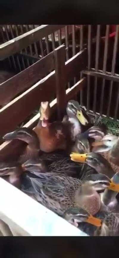 This duck is up to something.