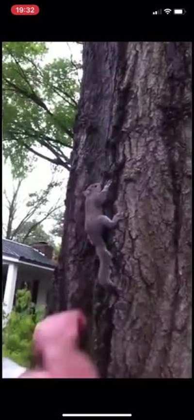 A man releasing a squirrel he raised back into the wild, until...
