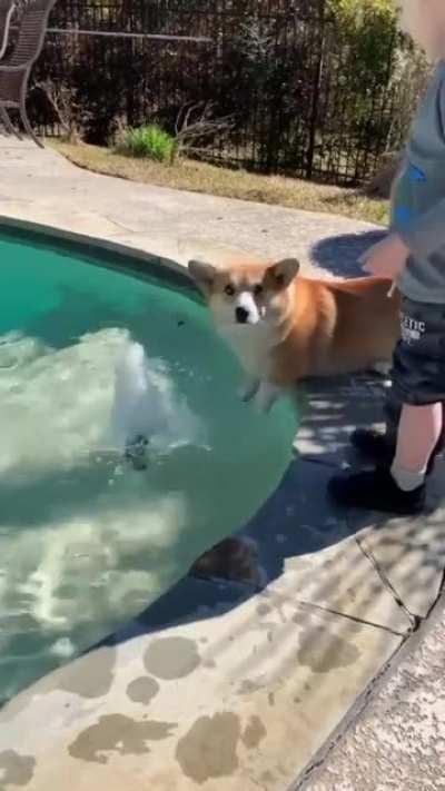 Corgi's are adorable! 🐾💕