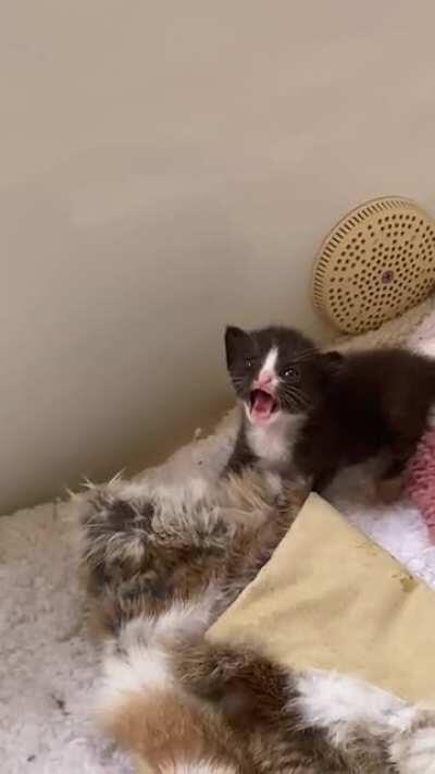 Listen I’m just a babie