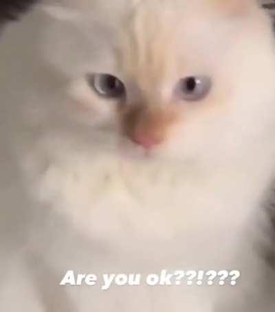 Thank God cats have nine lives..