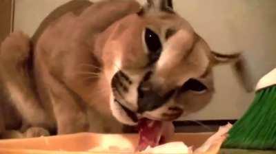 Floppa growling at vegans while brutally eating meat