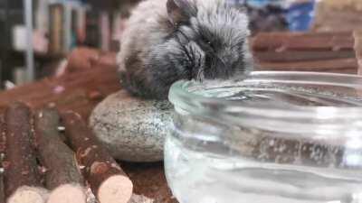 Meanie enjoying her drink 🥰