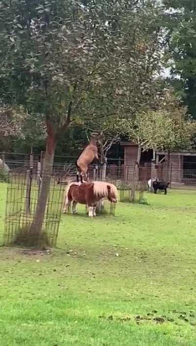 Мы были молоды и нам хотелось покушоть яблыков.
