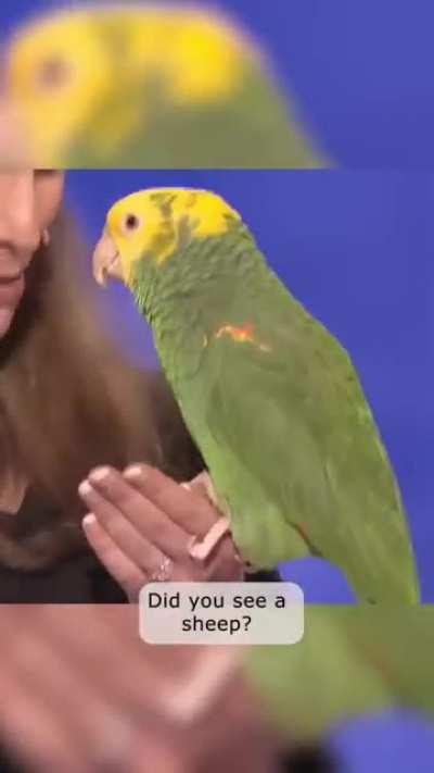 Echo the bird is one smart cookie!