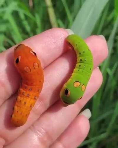 🔥 These swallowtail caterpillars look like real-life Pokemon 🔥