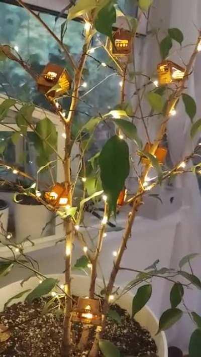 When you get bored and decide your plant needs flair