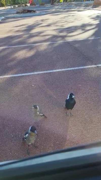 Had a visit from some lovely locals this morning. Definitely made my day!