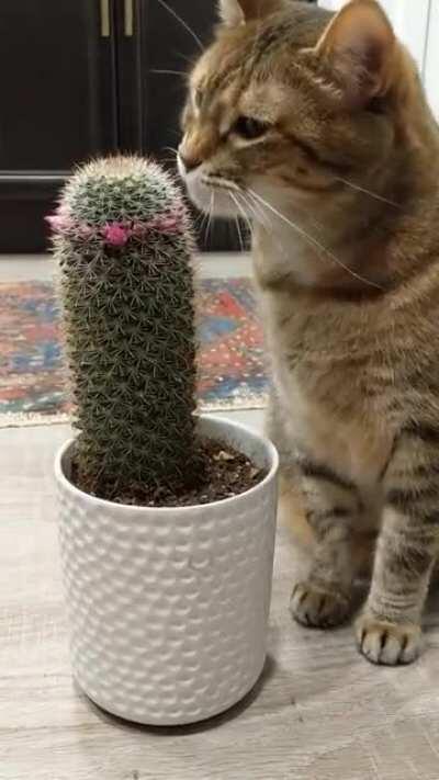 To prevent the cat from eating plants