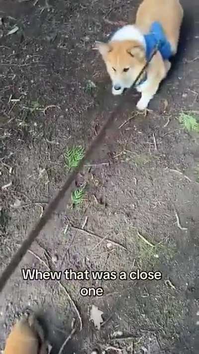 Dog warns owner about a dangerous leaf