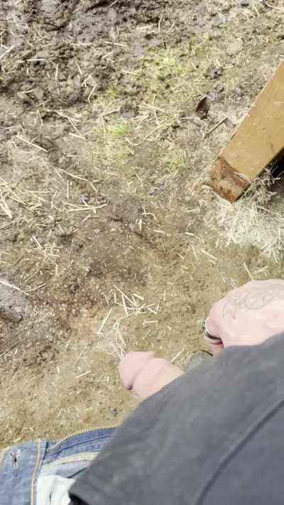 Taking a piss at the barn.