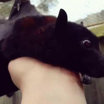 The Puppy of Darkness