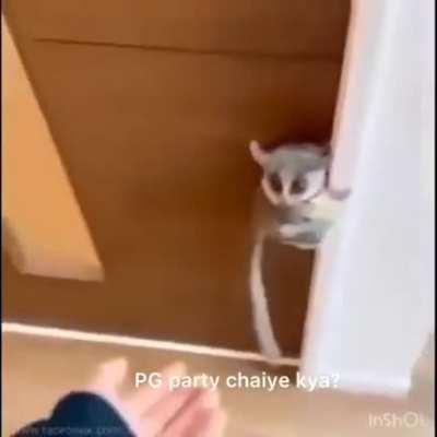 Racoon table tennis racket meme