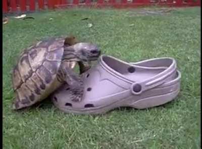 A turtle making sweet sweet love to a Croc