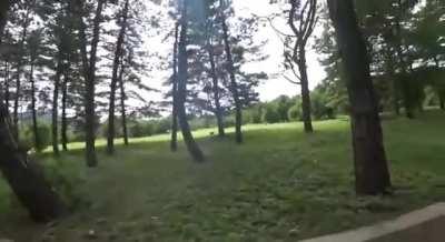 Two wild dogs attacked a cyclist, luckily a stray dog came to his aid at the last second