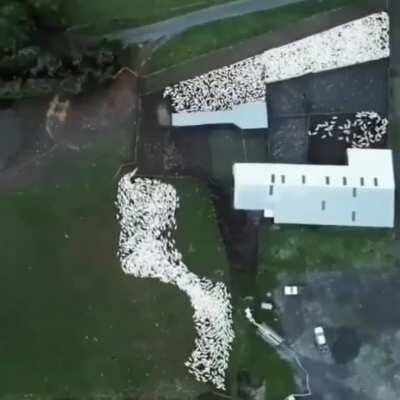 Aerial view of a dog herding sheep