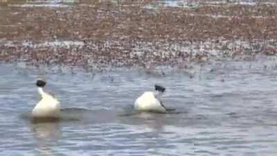 Поганки в капюшонные исполняют свой брачный танец