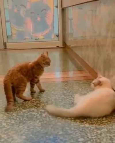 Orange cats want all the smoke.