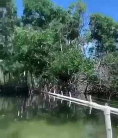 What kinda fish is this? (Warning: wholesome)