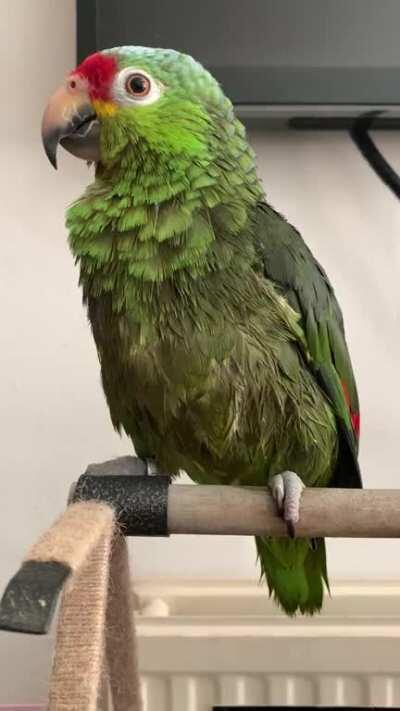 He’s upset with me because I made him have a bath. He hasn’t wanted one since Monday and he’s been growling at all forms of hygiene (including nails). So I made him wet and he’s so mad that I can’t speak to him right now. That squeak is his angry squeak. 